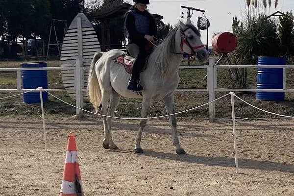 At ve Sanat Binicilik - Spor Kulübü - Kocaeli Çayırova
