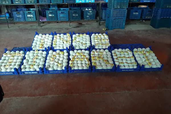 İnce Gıda Tarım Ürünleri - Çiftlik - Bursa Gemlik