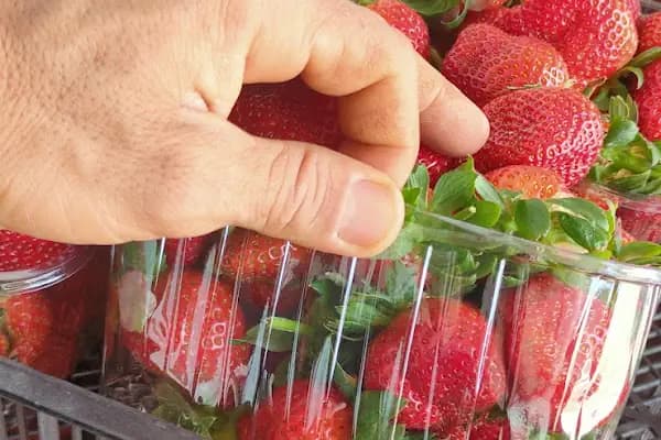 GÜMÜŞ 33 İTHALAT İHRACAT OTOMOTİV - Sebze ve Meyve Toptancısı - Mersin Anamur