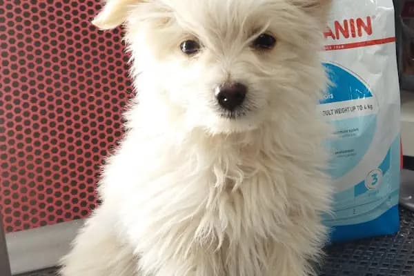 Yaylalı Petshop &amp; Outdoor Giyim. - Evcil hayvan mağazası - Antalya Kepez