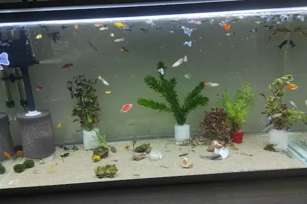 Tropikal petshop akvaryum Çerkezköy - Evcil hayvan mağazası - Tekirdağ Çerkezköy