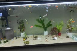 Tropikal petshop akvaryum Çerkezköy