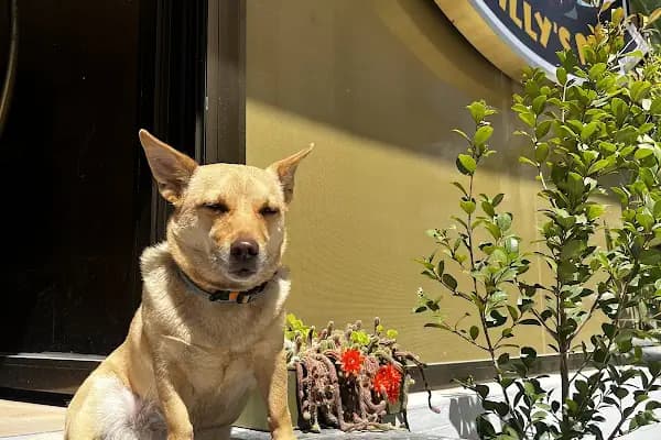 Willy’s Pet 🌼 Groomer Antalya 🌼 - Evcil Hayvan Kuaförü - Antalya Muratpaşa