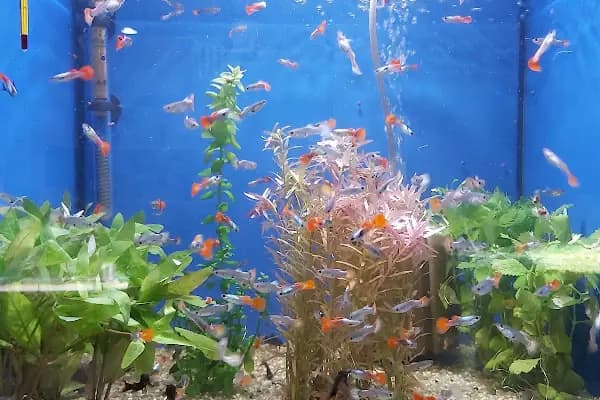AQUALAND Akvaryum - Akvaryum Mağazası - Ankara Çankaya