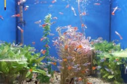 AQUALAND Akvaryum