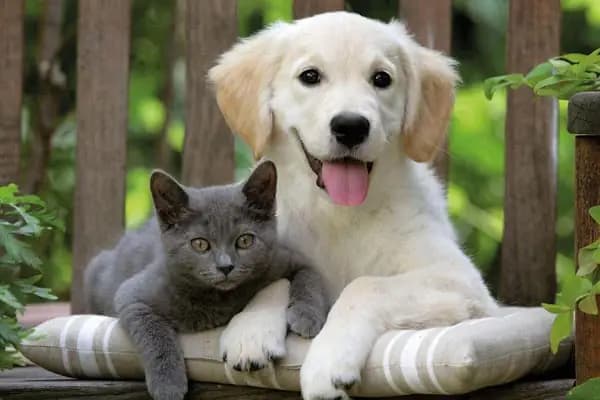 Batışehir Veteriner Kliniği - Veteriner - İstanbul Fatih