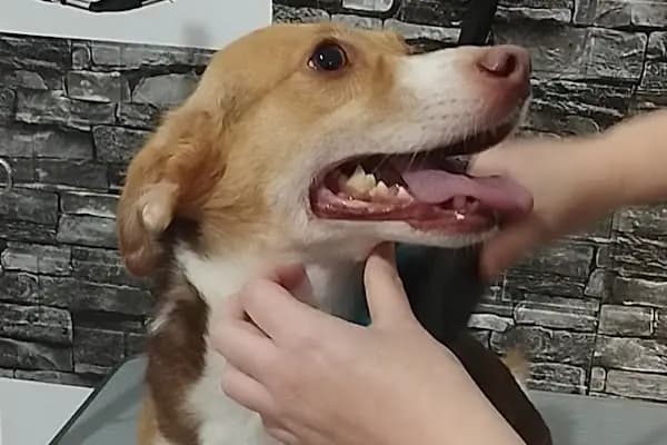 Bursa Görükle Pet Town Pet Kuaför - Evcil Hayvan Kuaförü - Bursa Nilüfer