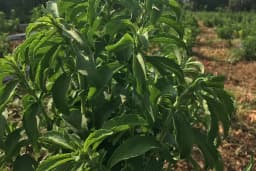 Balcı Stevia