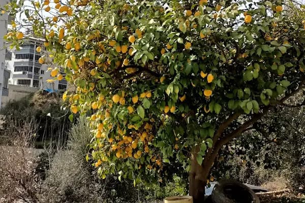 Akarca Aile Sağlık Merkezi - Sağlık Ocağı - Mersin Anamur
