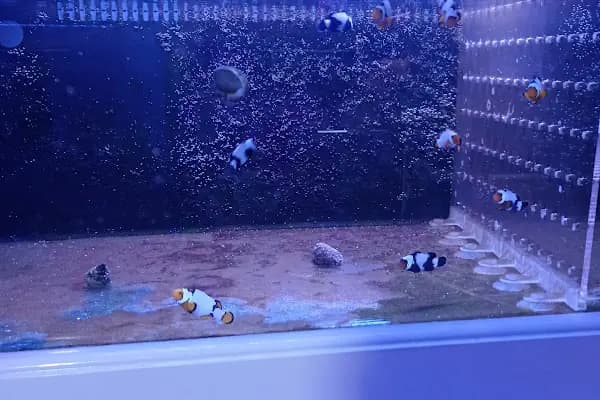 Yalçın Akvaryum &amp; Pet Shop - Evcil hayvan mağazası - İzmir Bornova