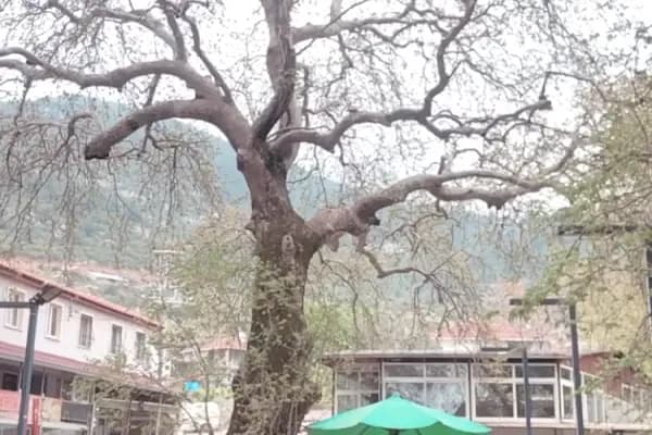 DAĞCI KAFE - Kafe - İzmir Konak