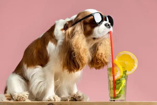 Pet Nation Veteriner Kliniği - Veteriner - İstanbul Ümraniye