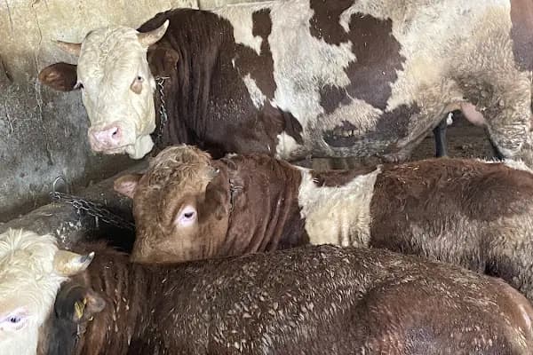 Arnavutköy Şehir Adakçısı - Büyükbaş Hayvan Çiftliği - İstanbul Arnavutköy