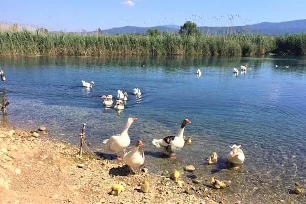 Kuş Cenneti Milli Parkı - Ulusal park - Balıkesir Edremit