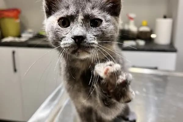 Bahçelievler Mahmutbey Veteriner Kliniği 7/24 - Veteriner - İstanbul Bahçelievler