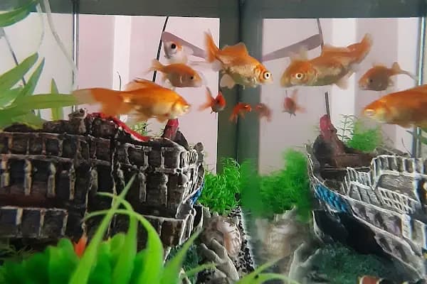 Gölcük Tropikal Akvaryum - Petshop - Evcil hayvan mağazası - Kocaeli Başiskele