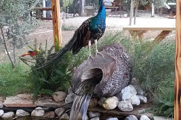 Kanatlı Bahçem - Kamping Bungalov - Muğla Menteşe