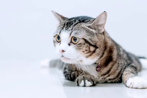 YEŞİLTEPE VETERİNER KLİNİĞİ (CEVİZLİBAĞ VETERİNER KLİNİĞİ) - Veteriner - İstanbul Zeytinburnu
