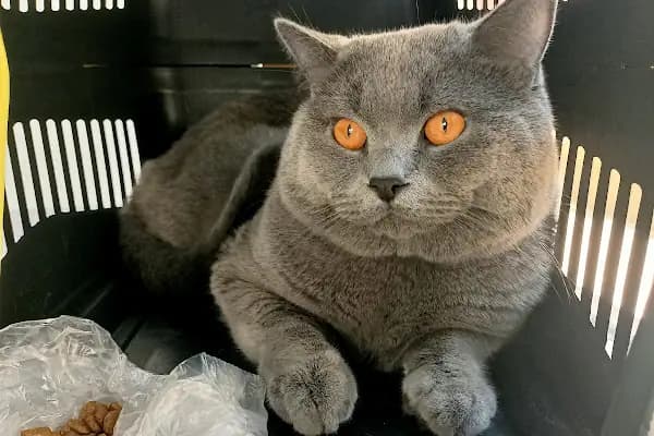 ZENPET VETERİNER KLİNİĞİ - Veteriner - Balıkesir Burhaniye