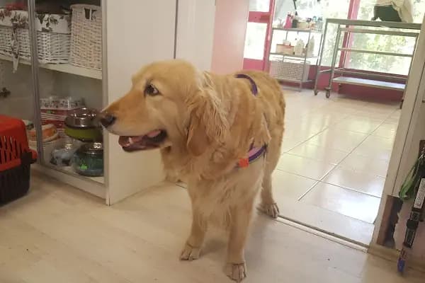 Doğan Veteriner Kliniği - Veteriner - İzmir Karşıyaka