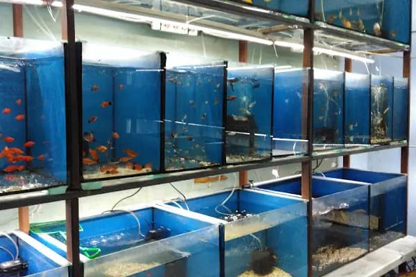 RANA PET SHOP - Akvaryum Mağazası - Ankara Altındağ