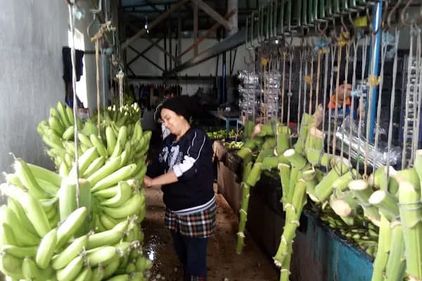 Antaş Muz Sarartma Paketleme Tesisi - Mağaza - Mersin Tarsus