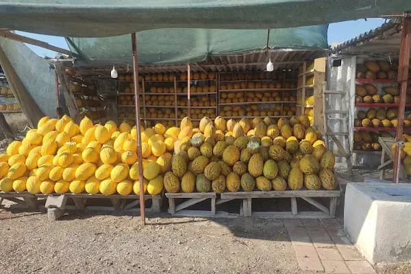 Salimin yeri kavun işletmesi - Sebze ve Meyve Toptancısı - Manisa Ahmetli