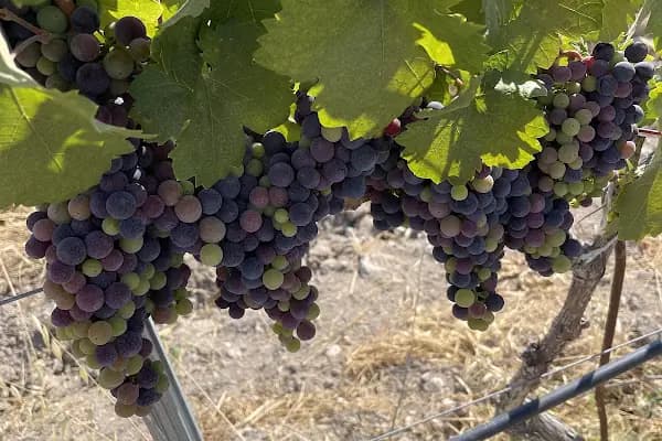 Karnas Vineyards - Üzüm Bağı - Muğla Bodrum