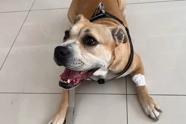 Asyam Veteriner Kliniği - Veteriner - İzmir Bayındır