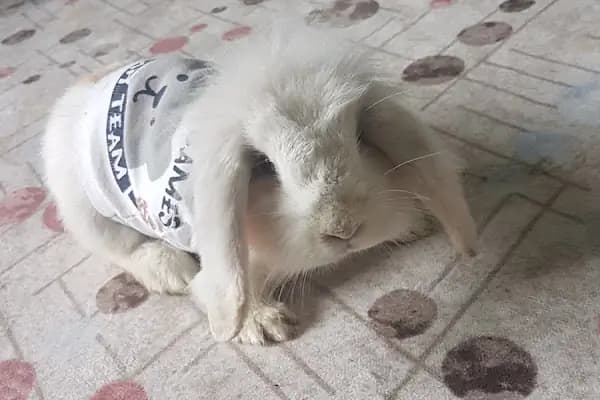 Kanka Akvaryum - Evcil hayvan mağazası - Gaziantep Şehitkamil