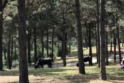 Şamlar Orman Parkı
