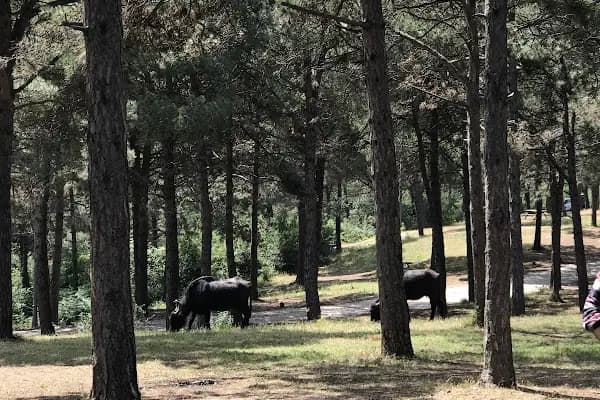 Şamlar Orman Parkı - Park - İstanbul Arnavutköy