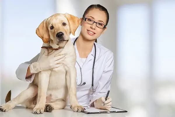 Adana Veteriner Kliniği - HEYPATİ - Veteriner - Adana Aladağ