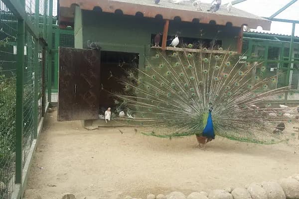 Tekirdağ Çorlu Hayvanat Bahçesi - Hayvanat Bahçesi - Tekirdağ Çorlu