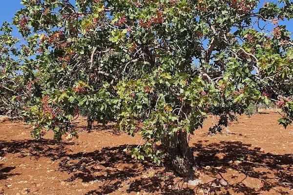 Beydilli Çakallı İlköğretim Okulu - Okul - Gaziantep Araban