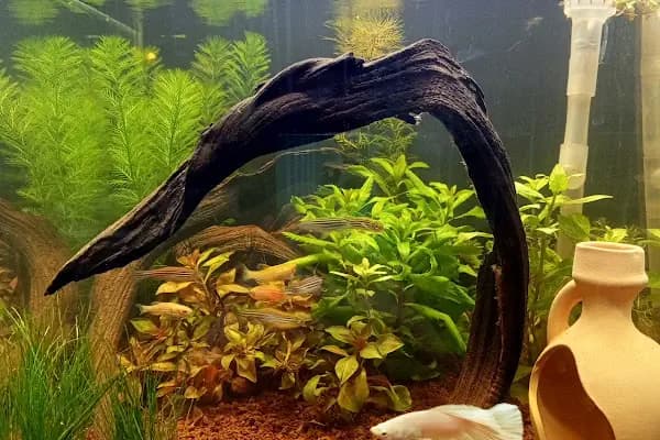 hobivaryum akvaryum petshop - Evcil hayvan mağazası - Konya Selçuklu