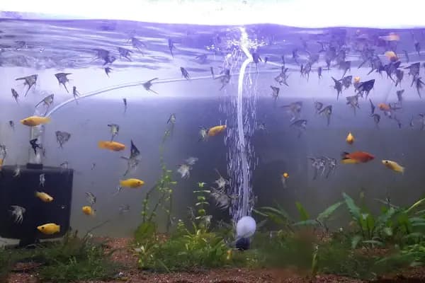 NUH AKVARYUM PETSHOP - Evcil Hayvan Malzemeleri Mağazası - Ankara Keçiören