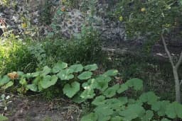 Akıncı