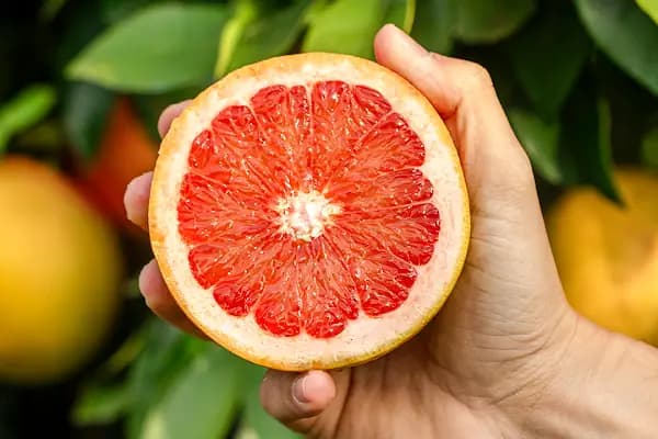 PortakalBahçem - E-Ticaret Hizmetleri - Antalya Alanya