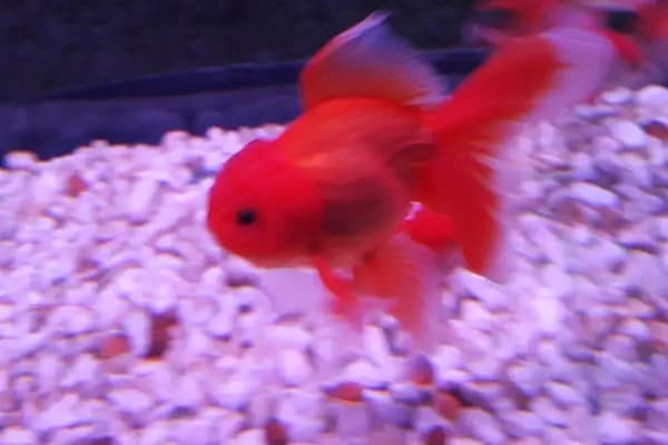 ALİAĞA Efe Petshop - Akvaryum Mağazası - İzmir Konak