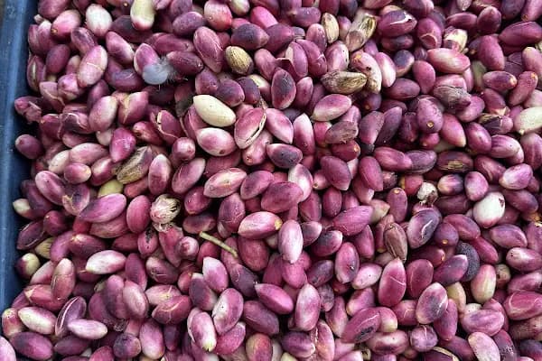 FISTIK ŞARKANTEP ÖZDAĞ FISTIK PİSTACHİO GAZİANTEP FISTIK ANTEP FISTIĞI FISTIK NUTS - Gıda İşleme Şirketi - Gaziantep Nizip