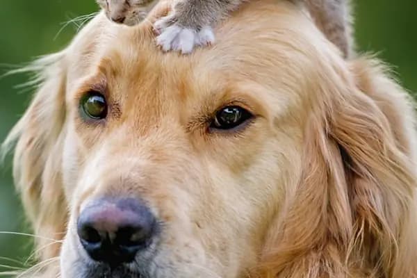Bakırköy Veteriner - Vitalpet Veteriner Kliniği - - Veteriner - İstanbul Bakırköy