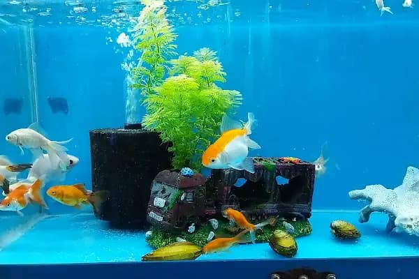 Avcı Akvaryum-Pet Shop - Evcil hayvan mağazası - Antalya Döşemealtı