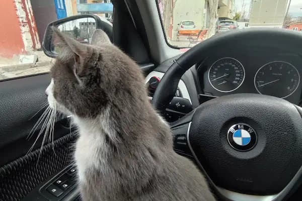 Güner Veteriner Kliniği - Veteriner - İstanbul Avcılar