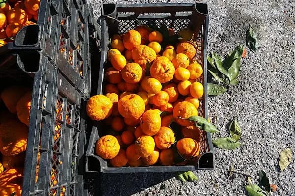 Bodrum İlçesi Turunçgil Ureticiler Birliği Narenciye Paketleme Tesisi - Dernek veya Kuruluş - Muğla Bodrum