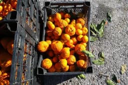Bodrum İlçesi Turunçgil Ureticiler Birliği Narenciye Paketleme Tesisi