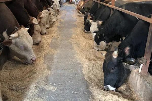 Medeni Bey Çiftliği - Kurbanlık Fiyatları Arnavutköy - Büyükbaş Hayvan Çiftliği - İstanbul Avcılar
