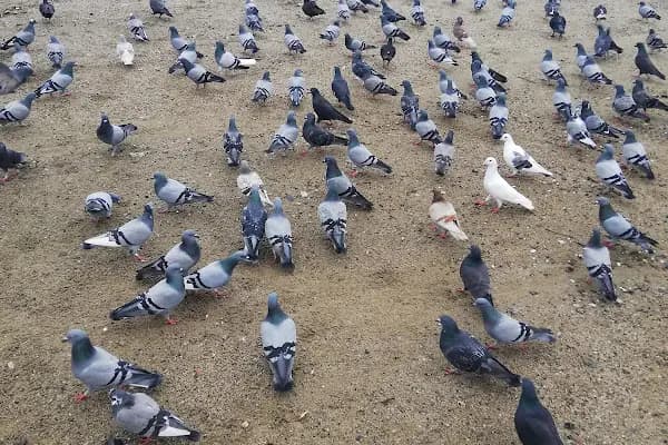 Manastır Taksi - Taksi Durağı - İstanbul Beşiktaş