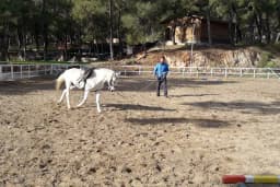 Rainbow Ranch At Çiftliği & Köpek Pansiyonu