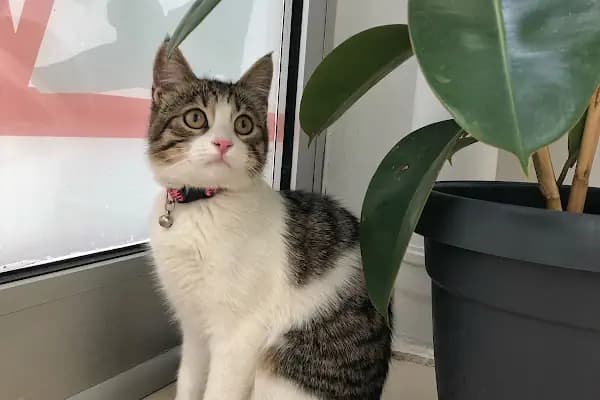 Vet Center Konya - Vetcenter Veteriner Kliniği - Veteriner - Konya Akören